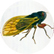 Cicada