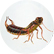 Earwig