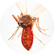 Mosquito